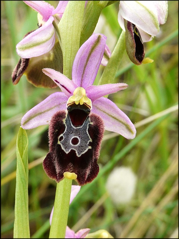 Ophrys apulicaXOphrys bertolonii